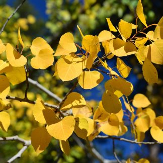 Bright yellow aspen leaves with blurred green leaves with a background of blue sky.