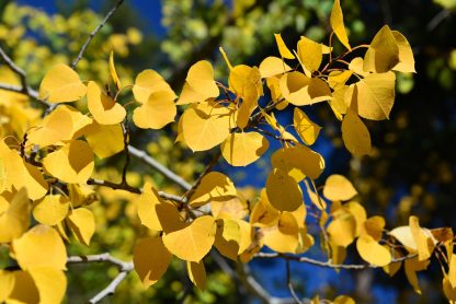 Bright yellow aspen leaves with blurred green leaves with a background of blue sky.