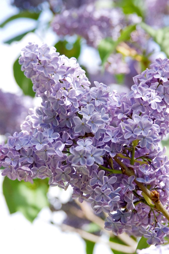Purple/blue clusters of blooms on a lilac shrub. There are blurred green leaves in the background.