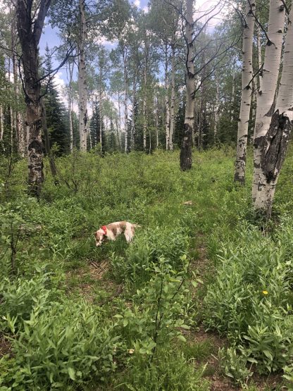 A medium sized brown and white dog in a grove of aspen trees.