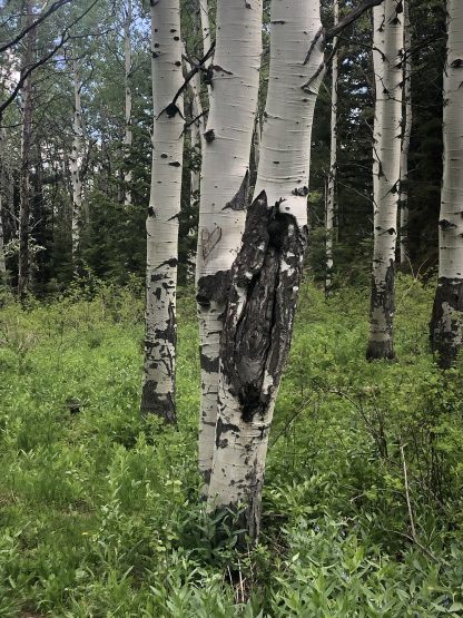 Close up photo of aspen tree trunks in a grove with green vegetation covering the ground.