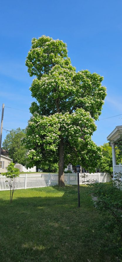 Mature catalpa tree that is growing next to a white picket fence in the middle of a mowed lawn. It is a sunny day with a bright blue sky behind the tree.