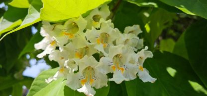 Close up photo of catalpa flowers shaded by a catalpa leaf. They are white with yellow pollen in the center on the stamen.