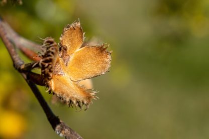 Beech nut pod cupules open with the nut gone. They are a yellow tan color and have small spikes on the outside. The background is a blurred greenish color.