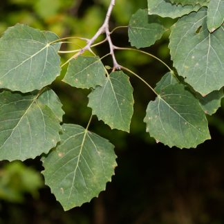Green Bigtooth Aspen leaves with blurry green leaves in the background with a dark backdrop.