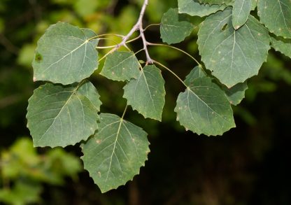 Green Bigtooth Aspen leaves with blurry green leaves in the background with a dark backdrop.