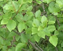 Bright green alder leaves filling the whole photo.