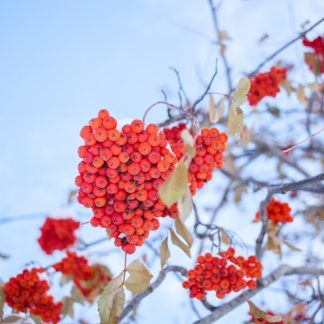 Light blue, early winter sky behind clusters of red mountain ash berries.