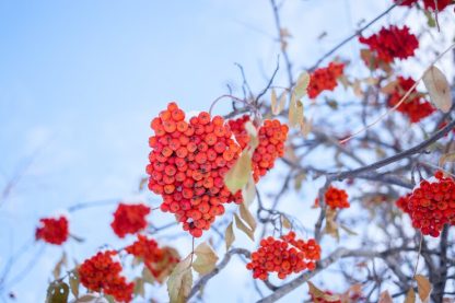 Light blue, early winter sky behind clusters of red mountain ash berries.