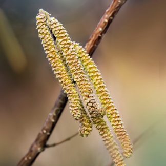 A group of four smooth alder catkins with a branch in the background.