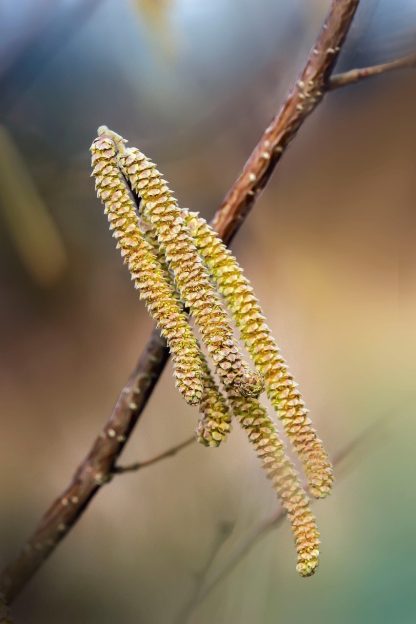 A group of four smooth alder catkins with a branch in the background.