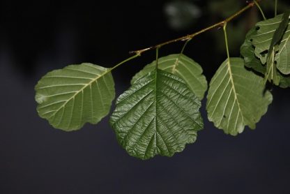 Bright green Smooth Alder leaves with a black background.