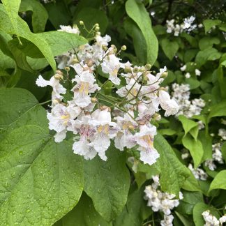 Close up photo of catalpa flowers with a background of fern green leaves. The flowers are white, with a pink center and clusters.