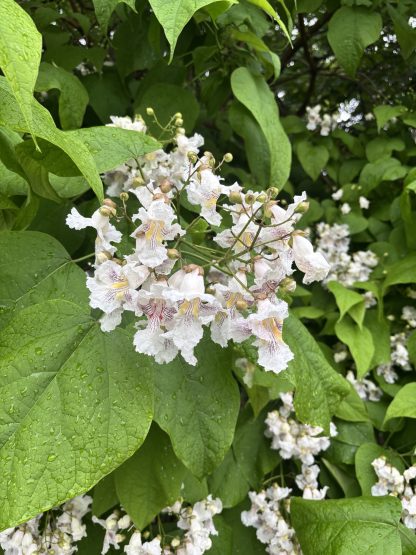 Close up photo of catalpa flowers with a background of fern green leaves. The flowers are white, with a pink center and clusters.