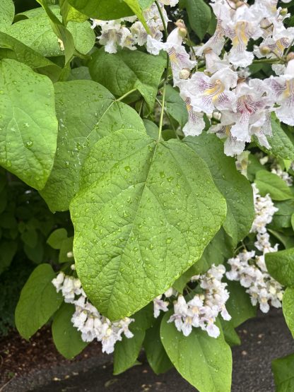Catalpa leaf close up. It is vibrant green and has flowers surrounding the leaf with other leaves in the background.