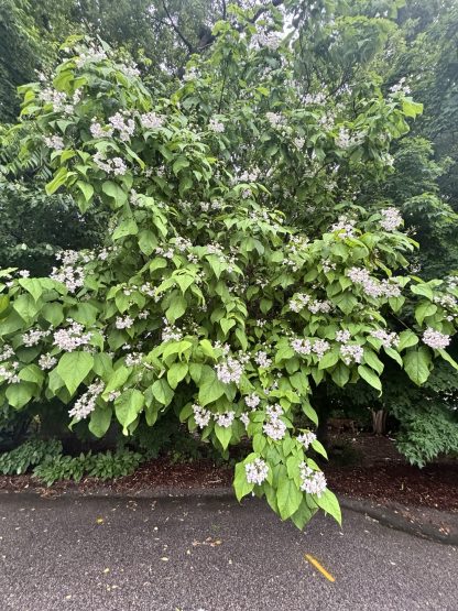 Catalpa tree with vibrant green leaves on the edge of a parking lot. The branches go almost down to the ground and have white clusters of flowers with pink centers. This photo was taken at the end of June.