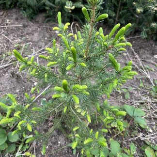 Douglas fir transplant with bright green, new spring growth.