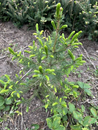 Douglas fir transplant with bright green, new spring growth.