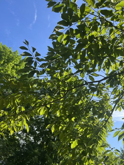 American Beech leaves that are deep green with a bright mid-summer blue sky above. The photo was taken from under the beech branch.