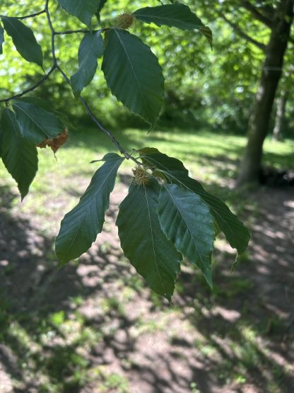 Photo of a American Beech nut pod surrounded by green summer leaves. The pod is still tightly closed, light brown in color and covered in spikes.