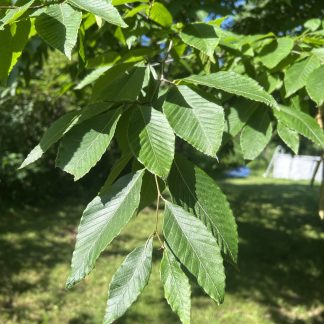 Shiny American Beech leaves that are a nice deep green. The bright summer sun is shining on them and there is a blurred background of grass.
