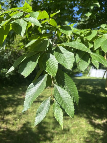 Shiny American Beech leaves that are a nice deep green. The bright summer sun is shining on them and there is a blurred background of grass.