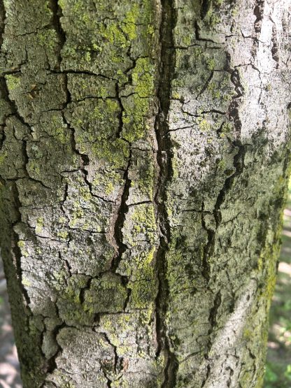 A close-up picture of American beech tree bark. It is grayish brown and has some deep furrows. There are little bits of green lichen growing on the bark.
