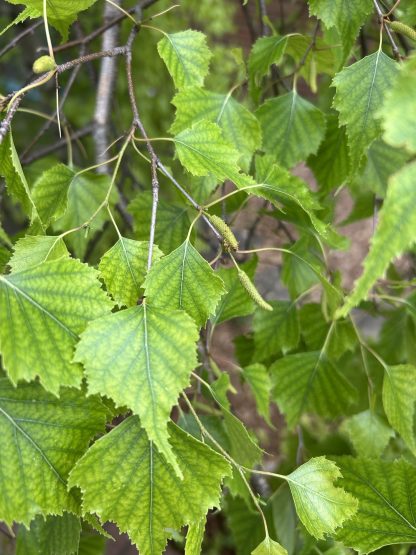 Early June gray birch leaves and small branches are filling the whole picture. The leaves are vibrant green with deep green veins running through each leaf. The leaves are serrated and have come to a sharp point at the tip.