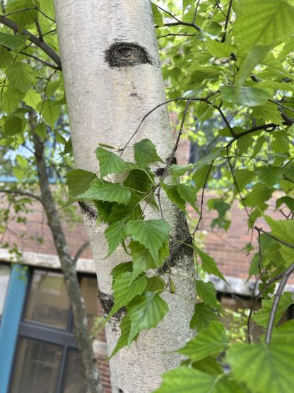 A gray birch tree trunk that is almost white with two darker black spots around the size of a quarter. The tree has bright green leaves in the background and foreground.