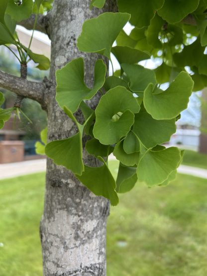 Ginkgo leaves that are dark green against a grayish white tree trunk.