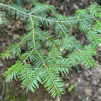 Balsam fir branch up close in a forest.