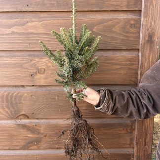 Branched fraser fir transplant held against brown barn siding.