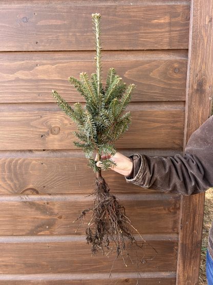 Branched fraser fir transplant held against brown barn siding.